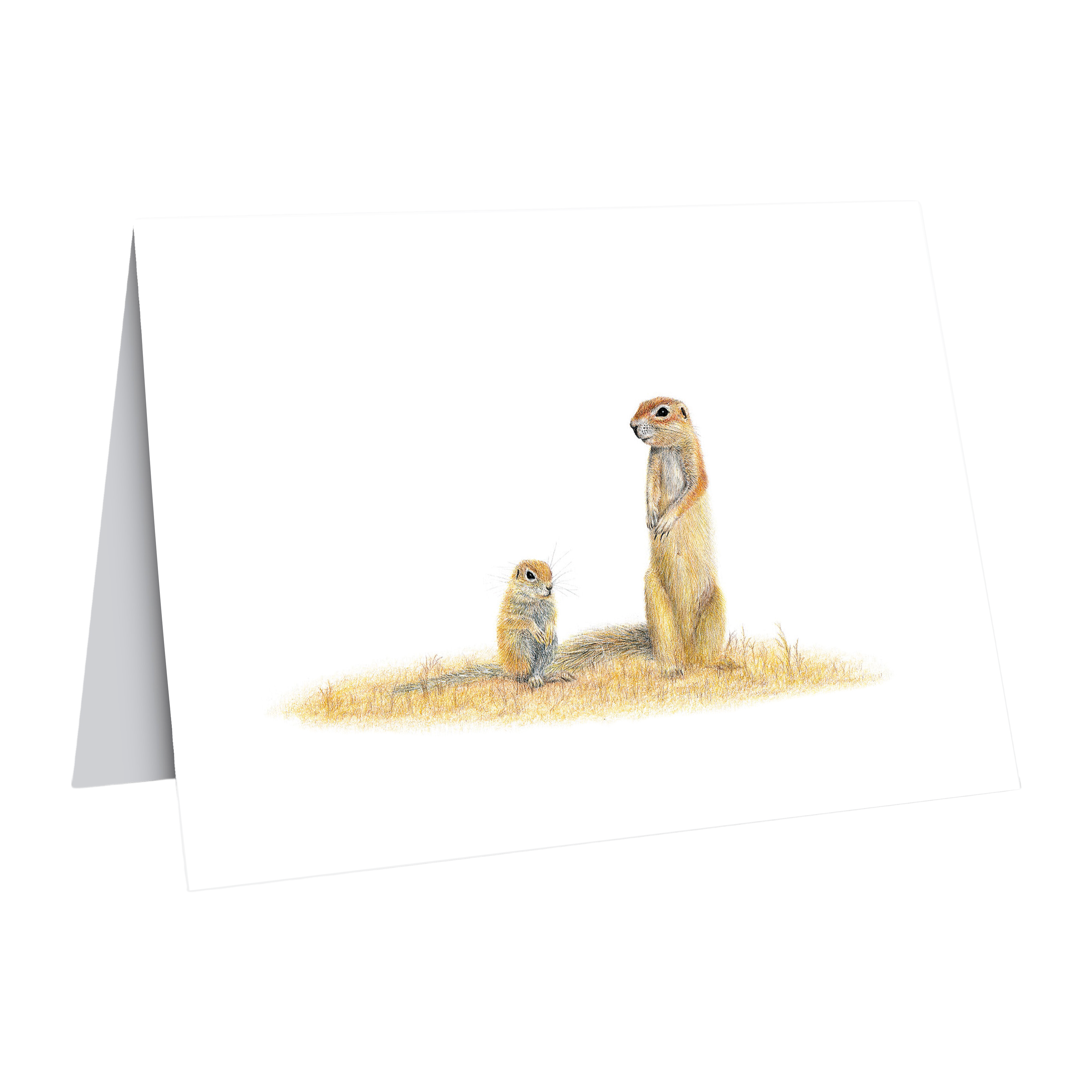 Ground Squirrels Greeting Card - GSQ