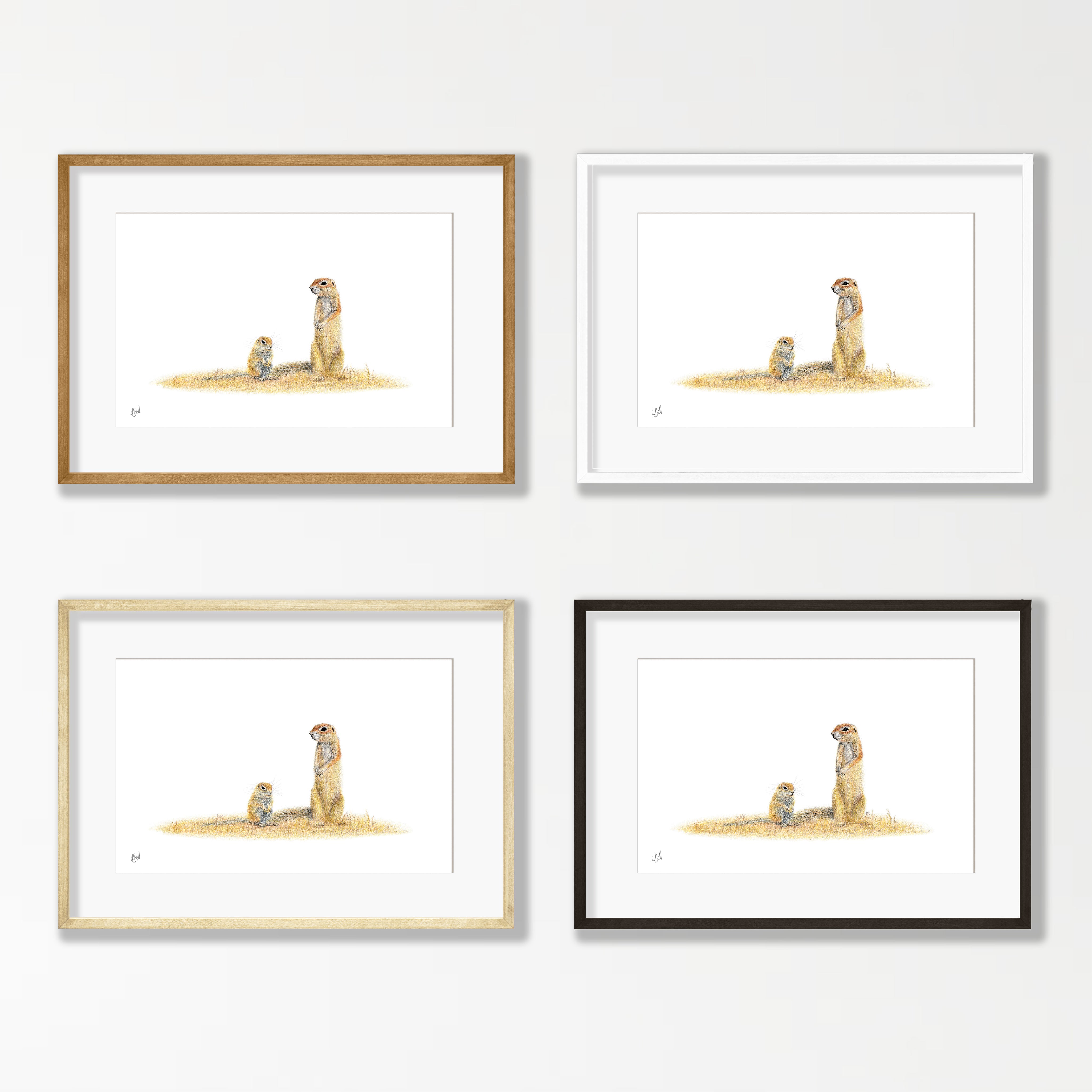 Ground Squirrels - GSQ