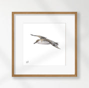 Great Shearwater - GSW