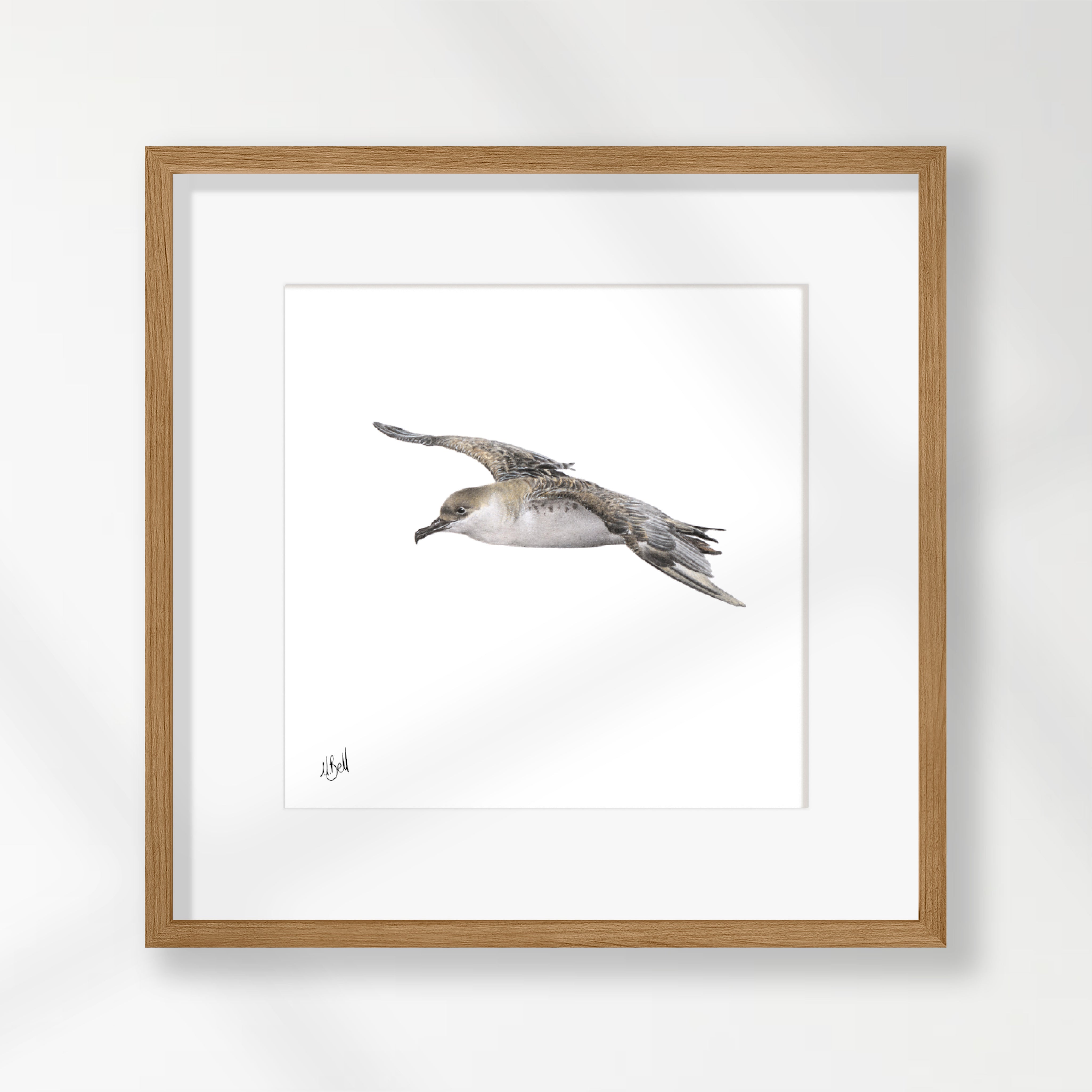 Great Shearwater - GSW