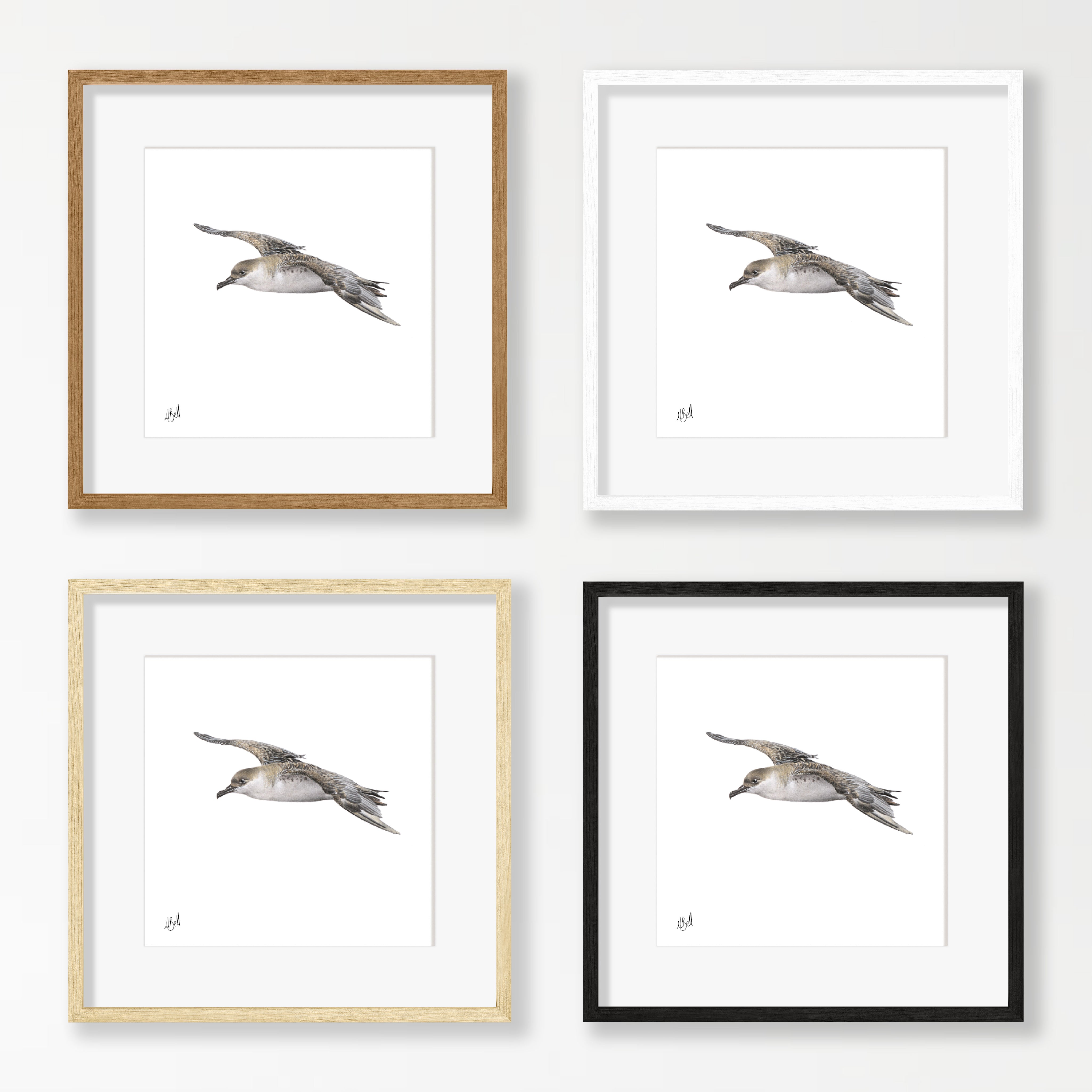 Great Shearwater - GSW