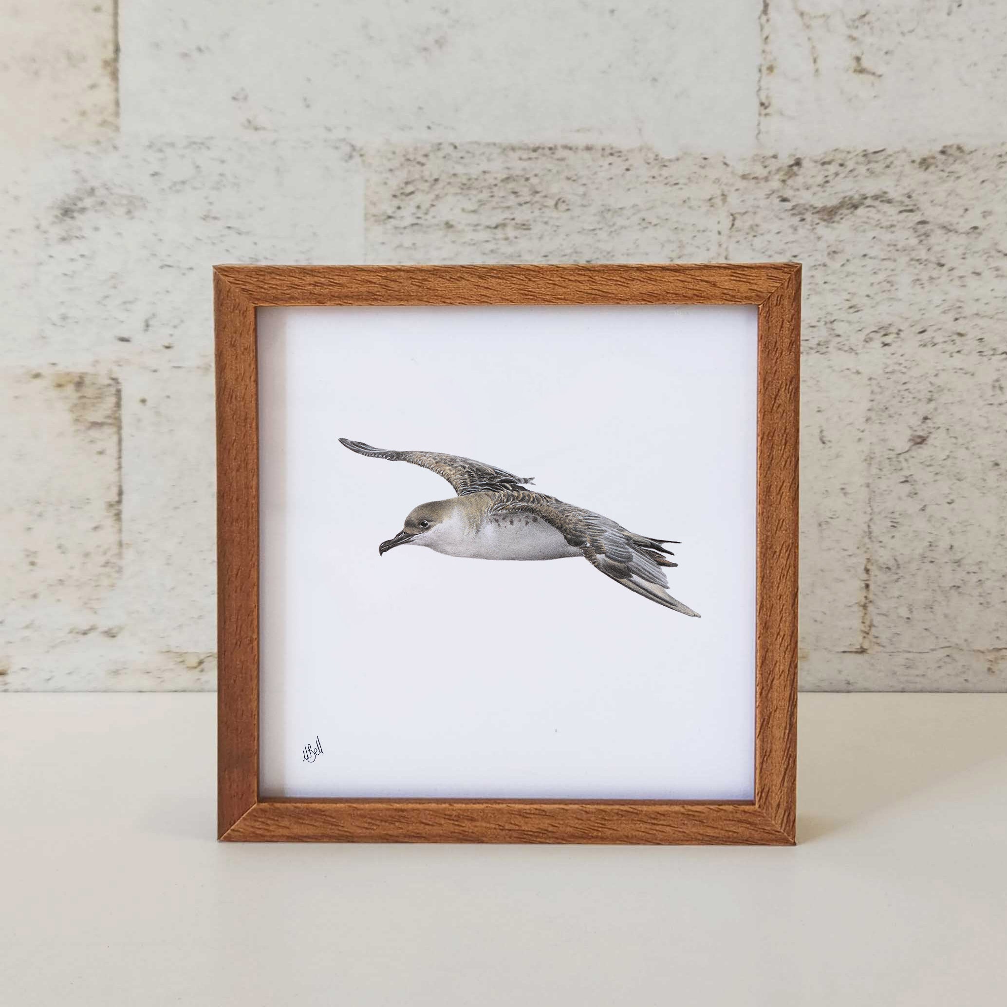 Kiaat wood framed miniature artwork of a Great Shearwater, part of wildlife artist Matthew Bell's birds of South Africa gallery