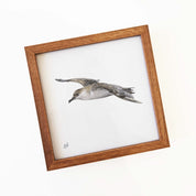 Kiaat wood framed miniature artwork of a Great Shearwater, part of wildlife artist Matthew Bell's birds of South Africa gallery