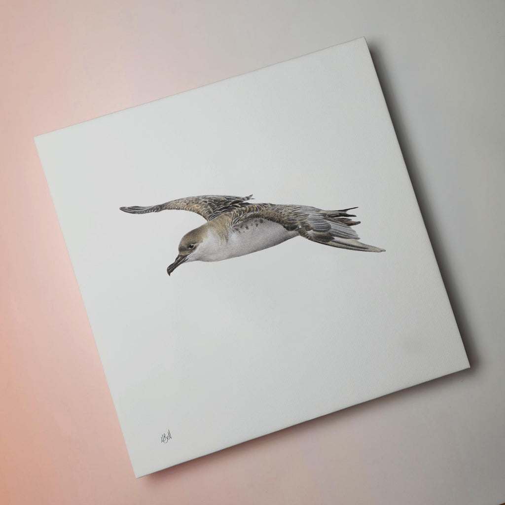 South African bird artwork on canvas, stretched on wooden frame by wildlife artist Matthew Bell of a Great Shearwater off the coast of Cape Town