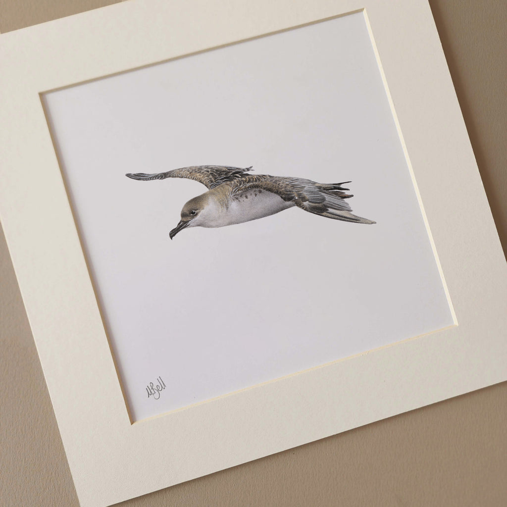 Great Shearwater South African seabird pelagic artwork