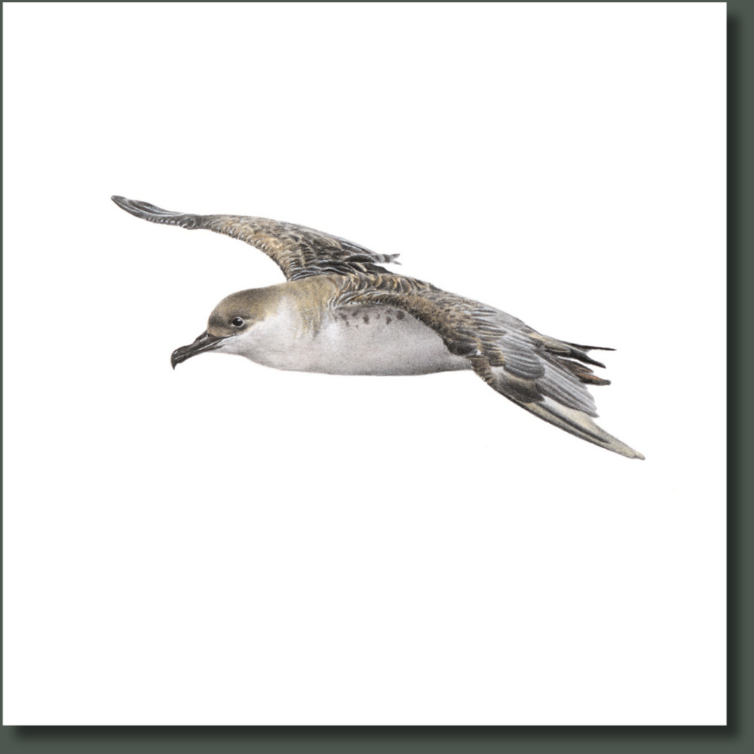 Great Shearwater (GSW) on Canvas