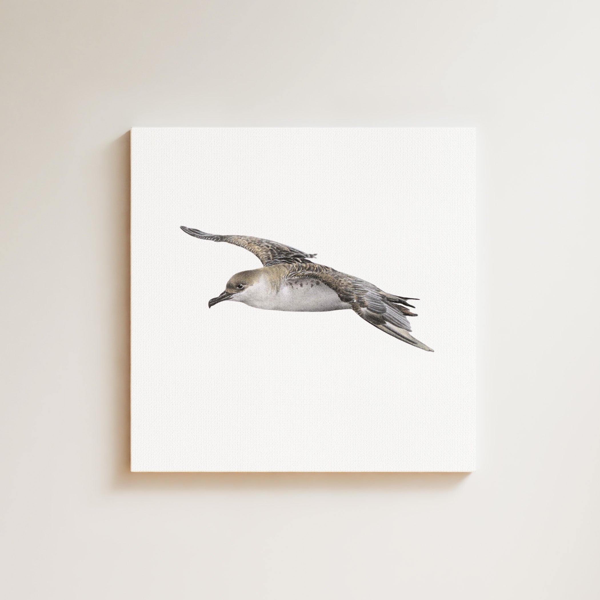 Great Shearwater drawing on canvas by South African wildlife artist Matthew Bell