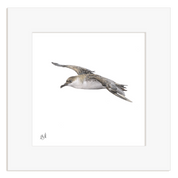 Great Shearwater - GSW