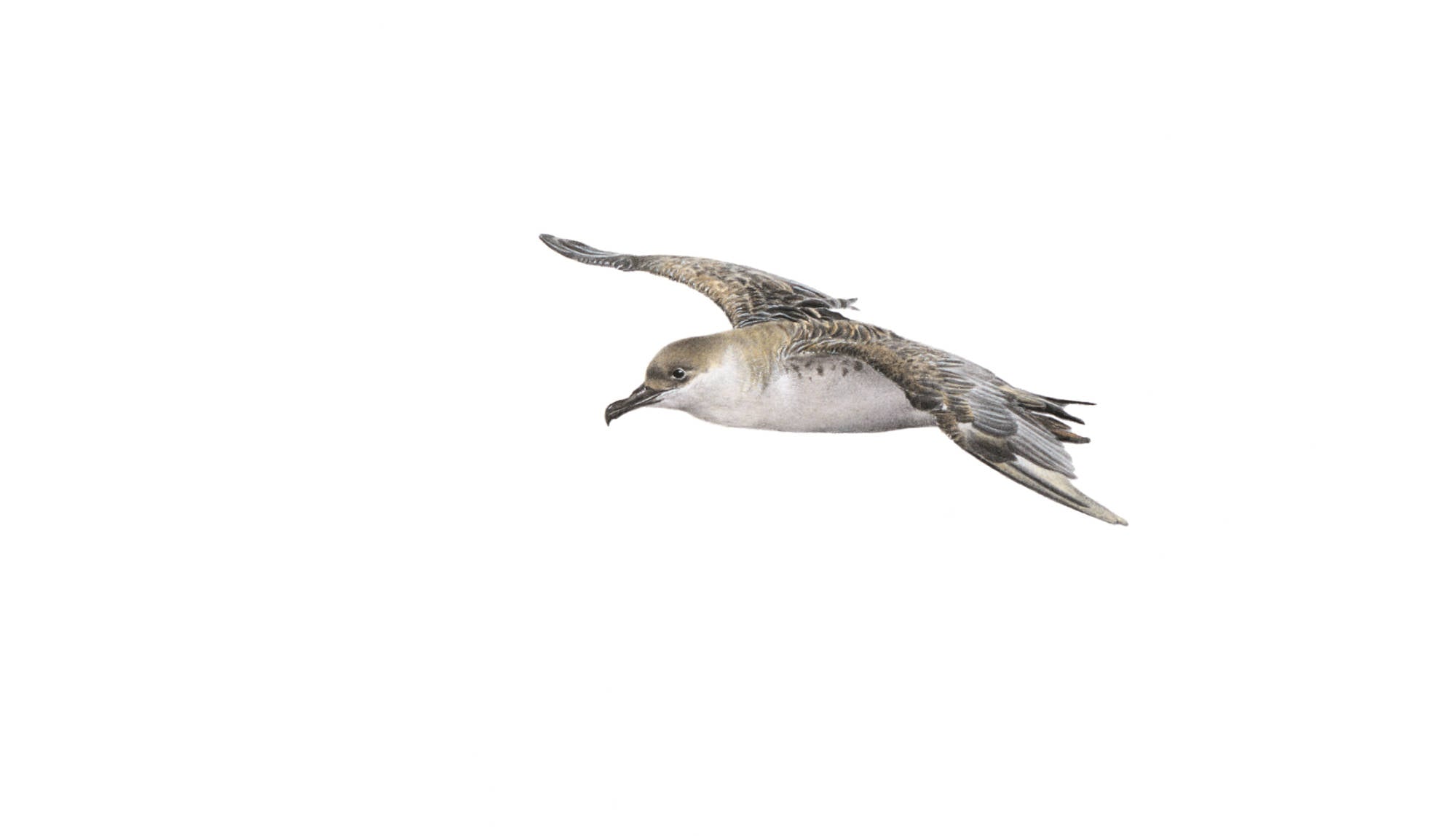 Great Shearwater pelagic seabird original artwork