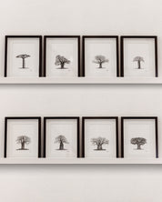 African Baobab Trees - Original Pen Drawings