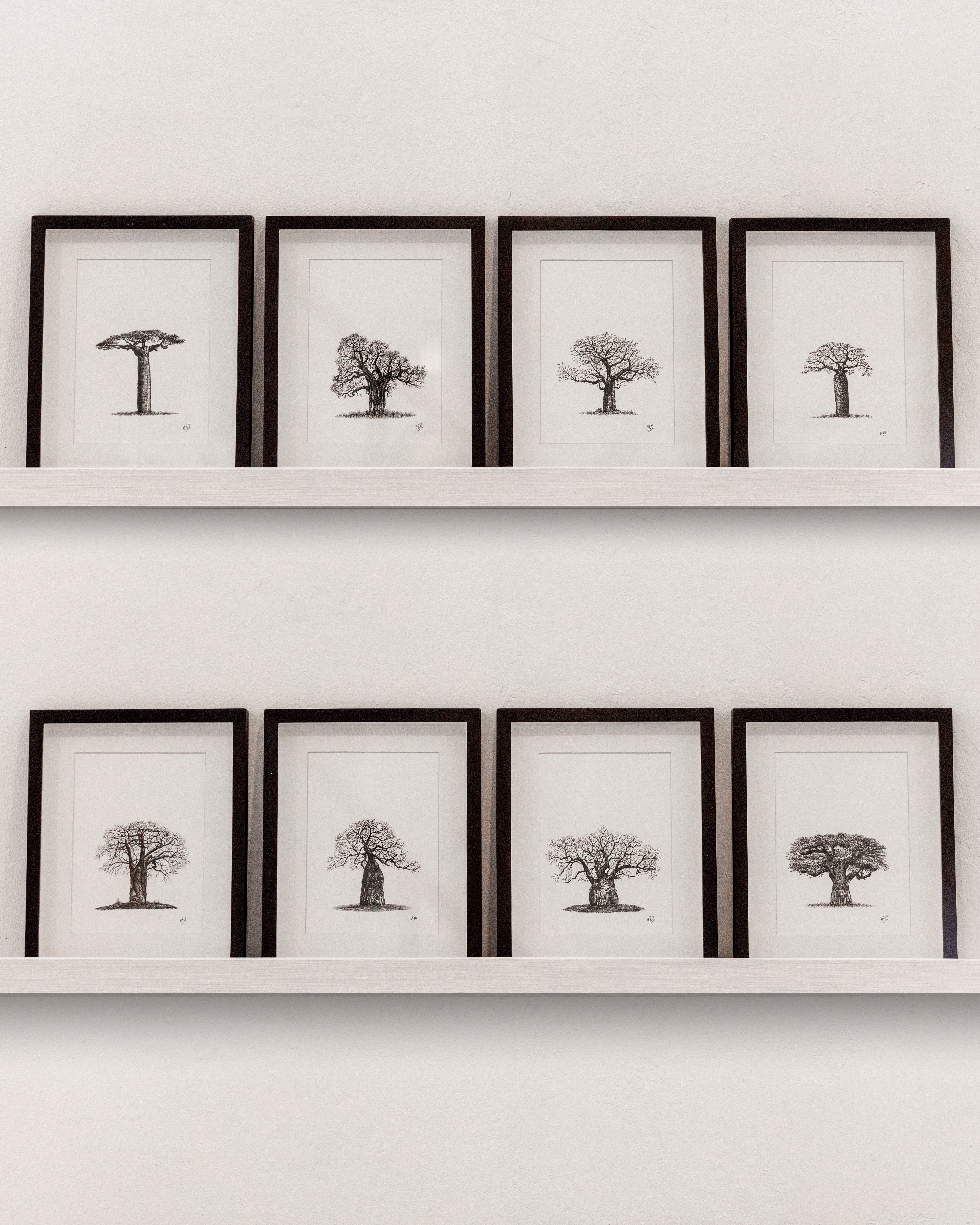 African Baobab Trees - Original Pen Drawings