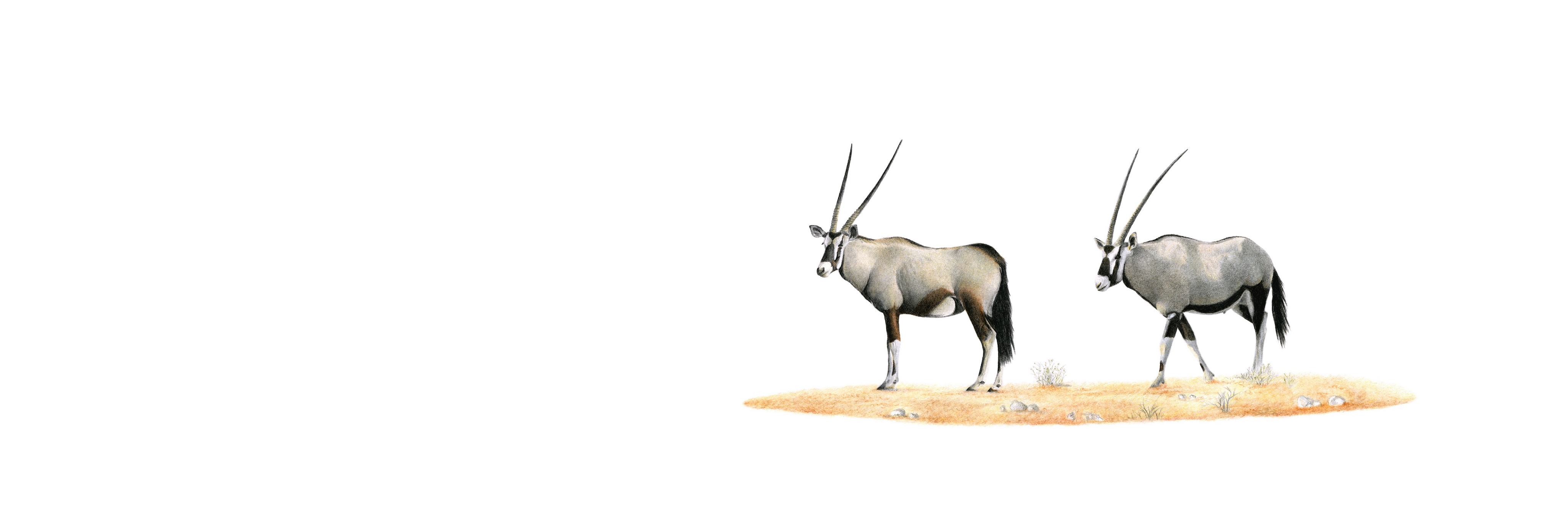 Gemsbok panoramic wildlife print featuring detailed Southern African animal artwork by Matthew Bell.