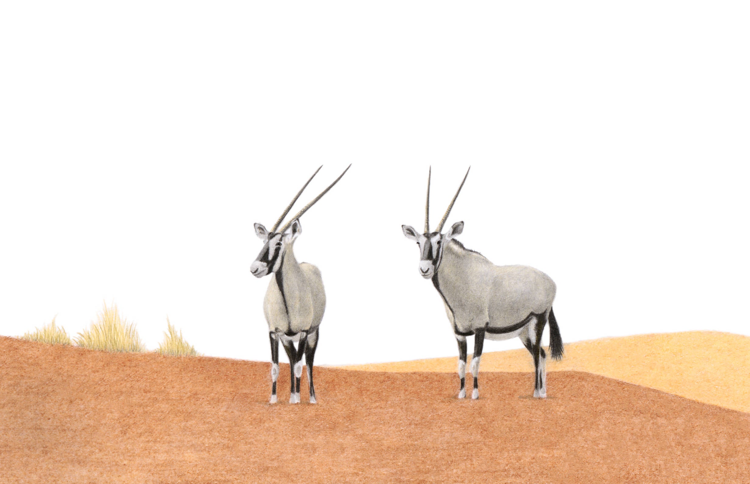 Stretched canvas print on a wooden frame by South African wildlife artist Matthew Bell of two Gemsbok