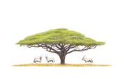 Original framed drawing of an acacia tree and 3 gemsbok