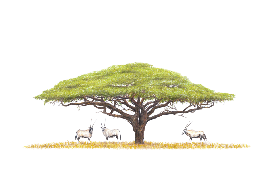 Original framed drawing of an acacia tree and 3 gemsbok