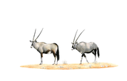 Gemsbok in Namibia pencil art drawing