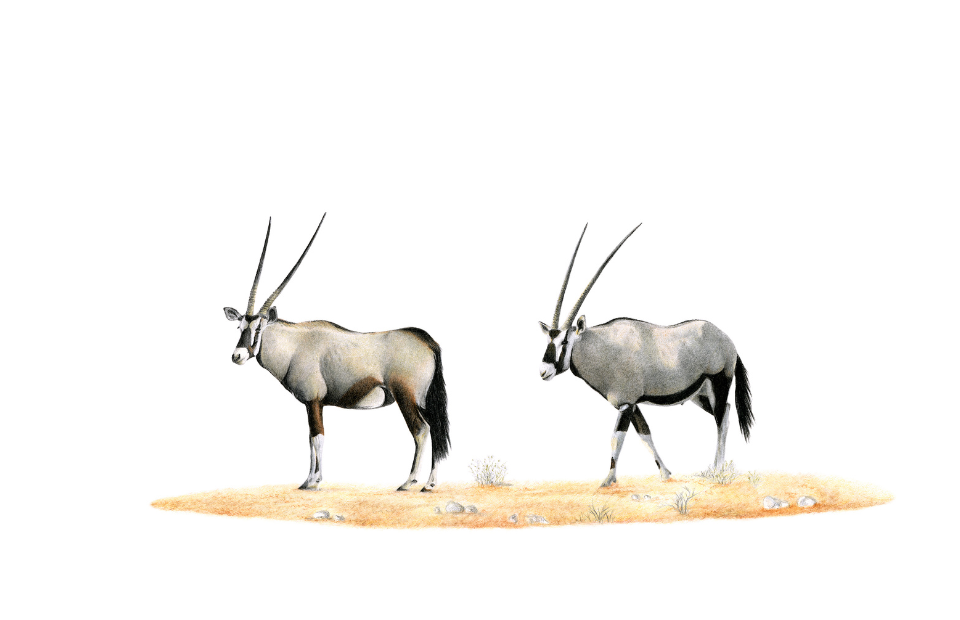 Gemsbok in Namibia pencil art drawing