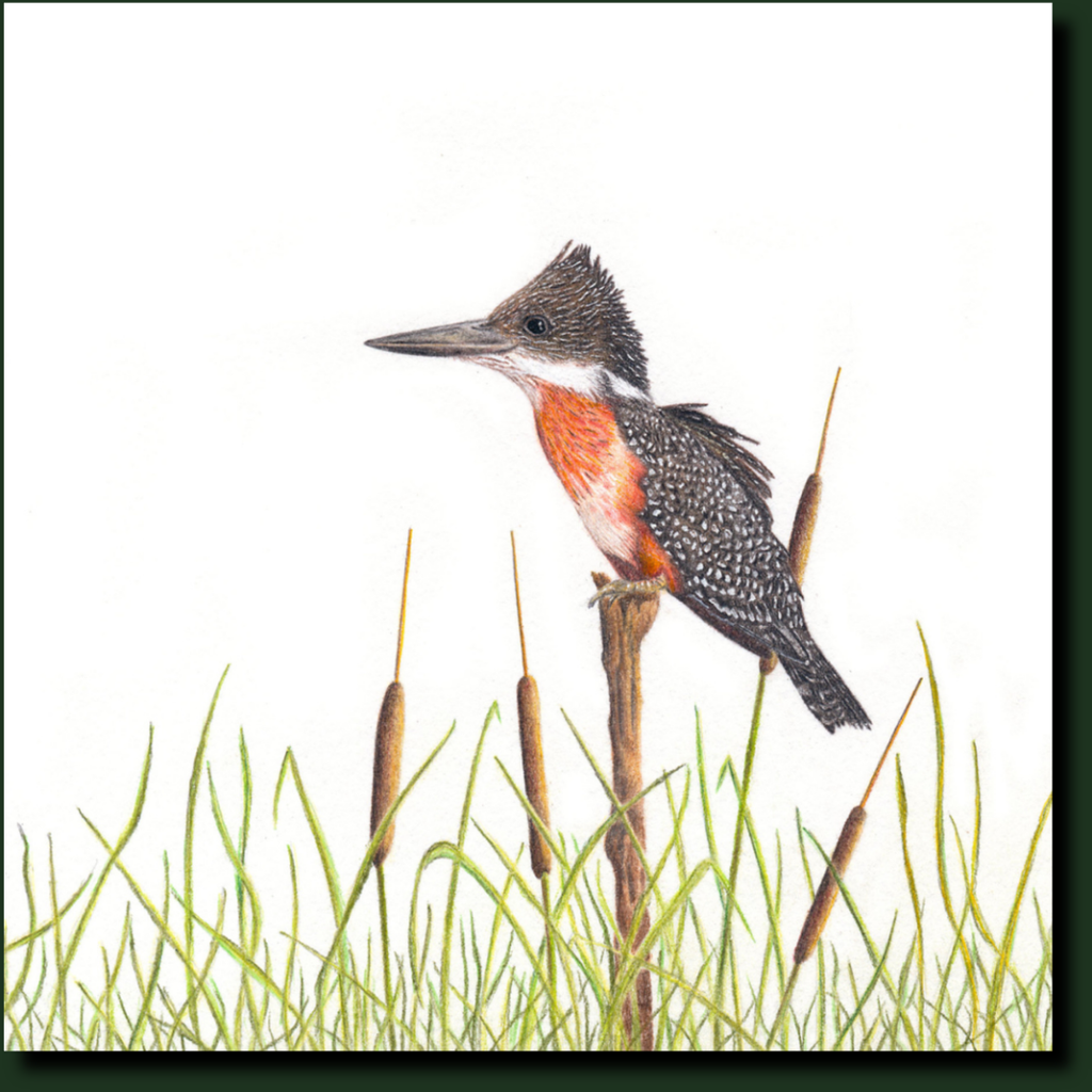 Giant Kingfisher outh African bird art by Matthew Bell