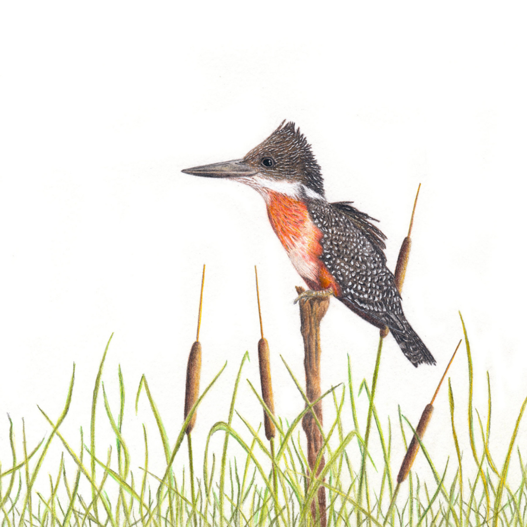 South African bird artwork by Matthew Bell, drawing of a Giant Kingfisher