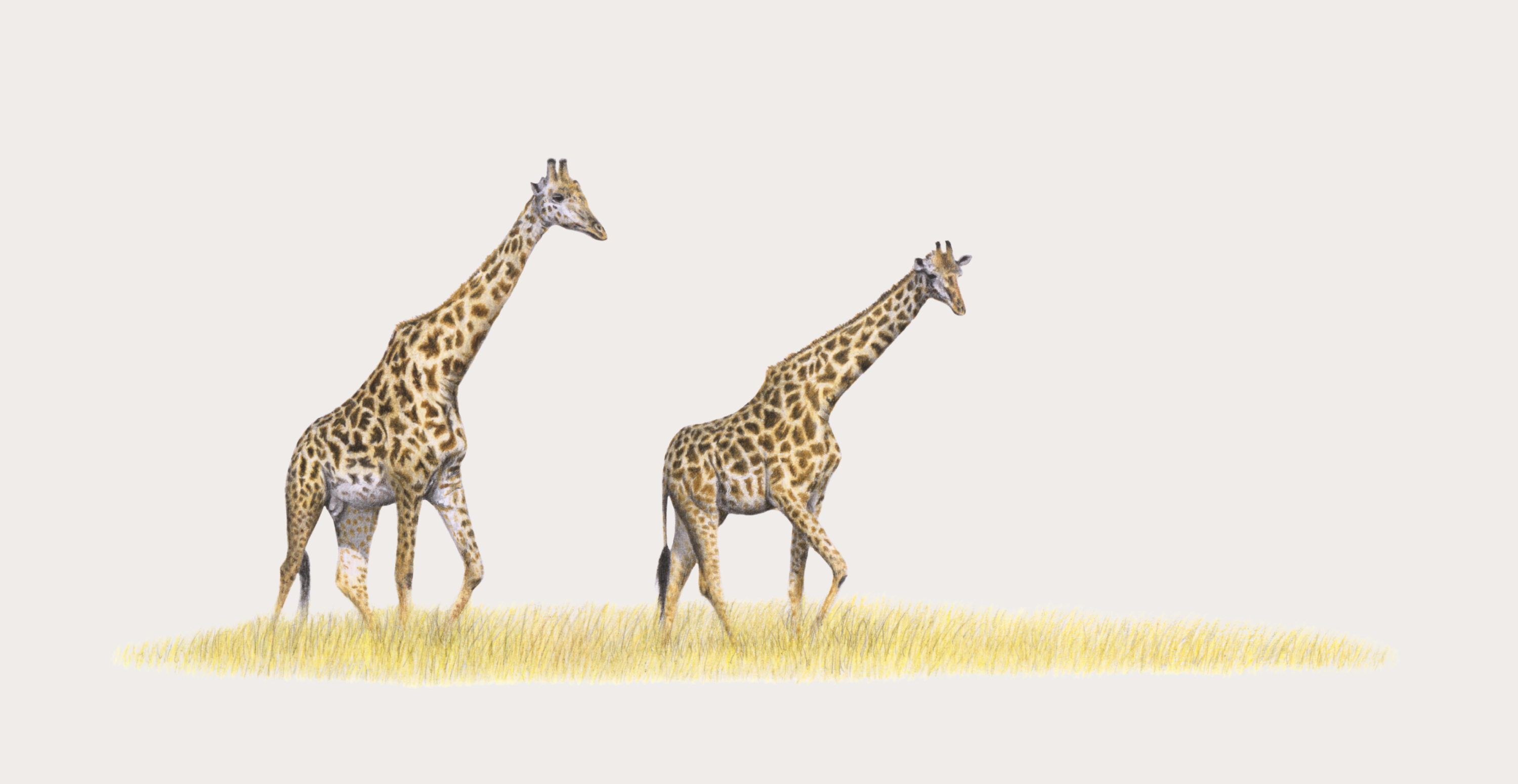 Giraffe_Drawing.png