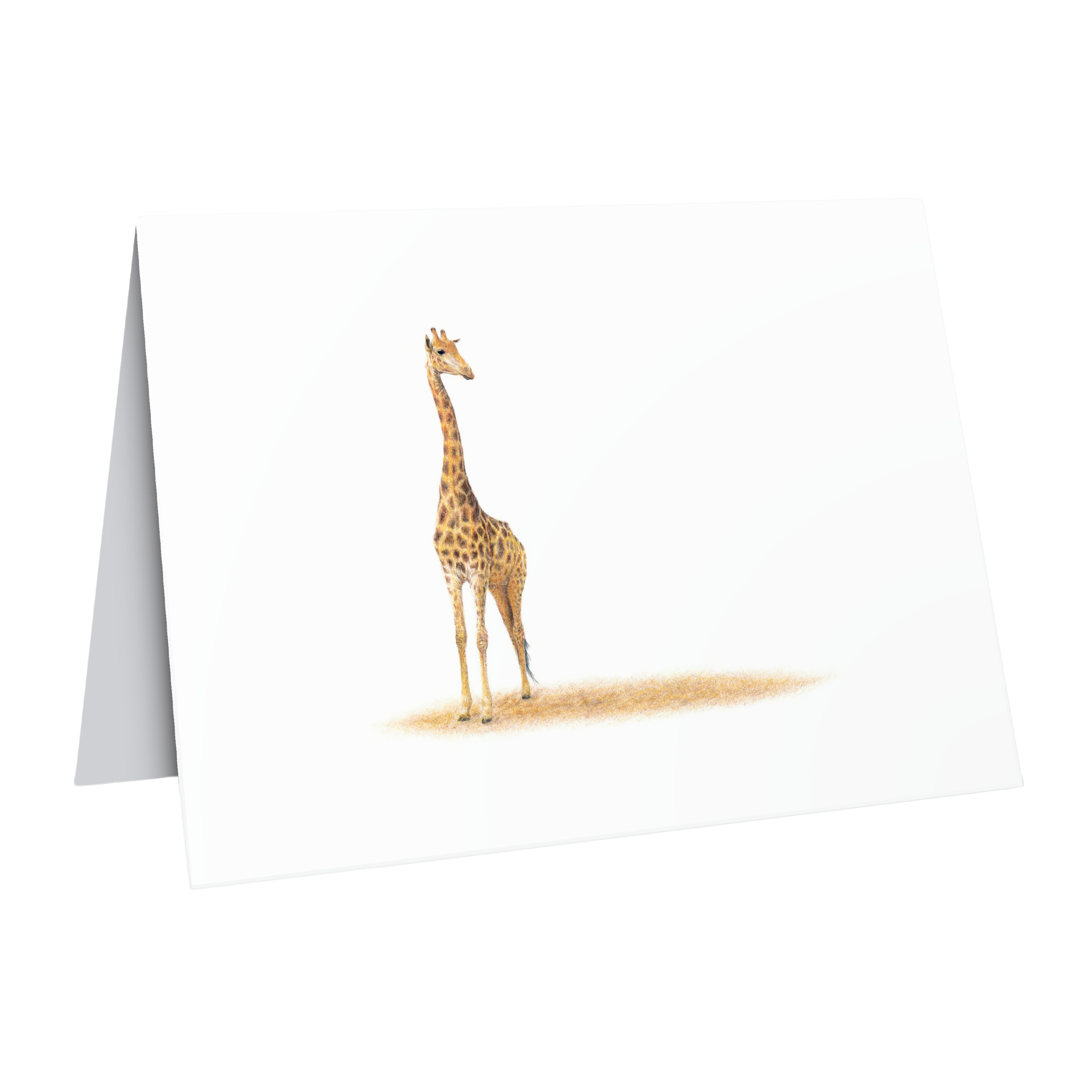 Beautiful fine art South African nature wildlife greeting card of a Giraffe