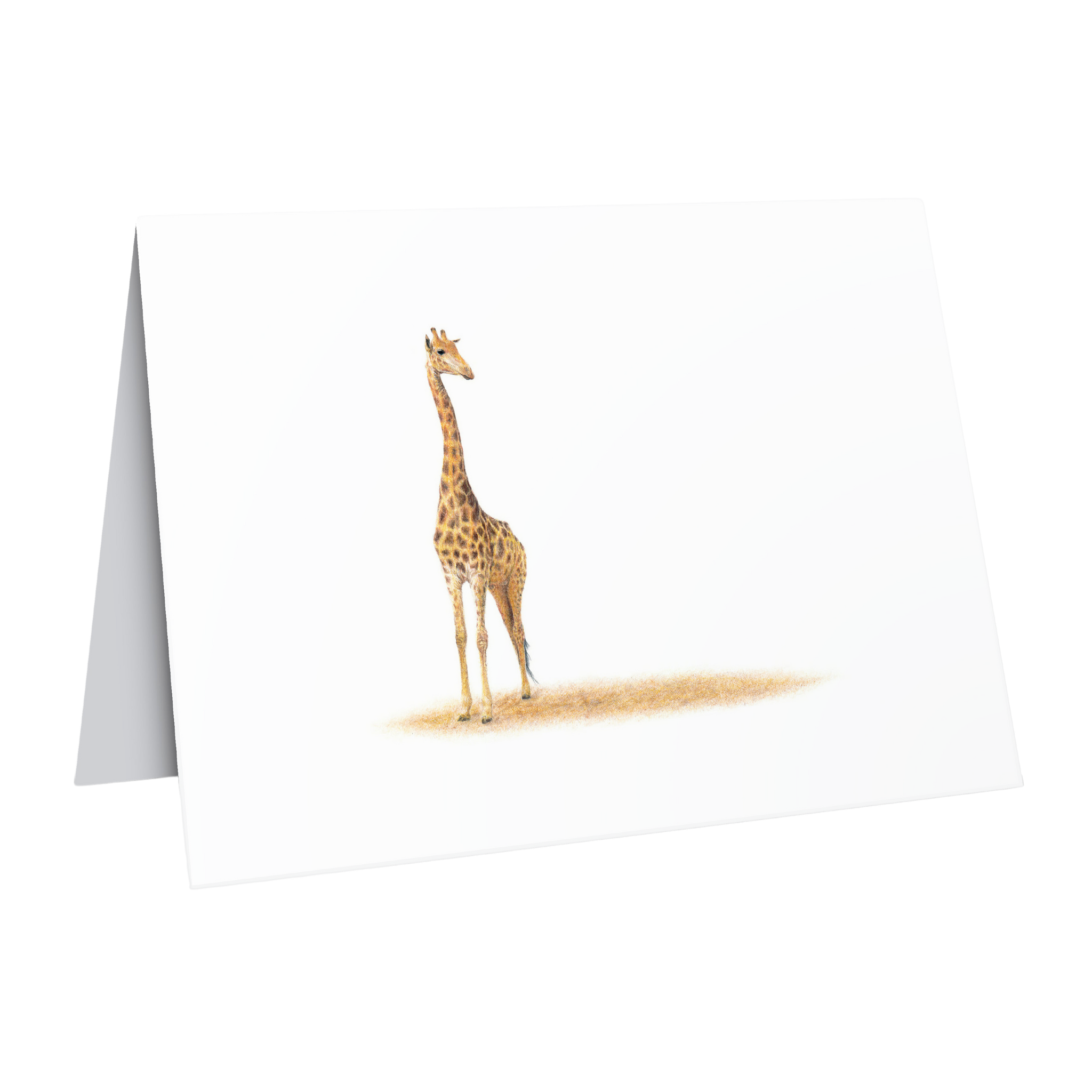 Beautiful fine art South African nature wildlife greeting card of a Giraffe