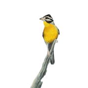 Pencil drawing by South African wildlife artist Matthew Bell of a Golden Breasted Bunting in Kwandwe Game Reserve in the Eastern Cape