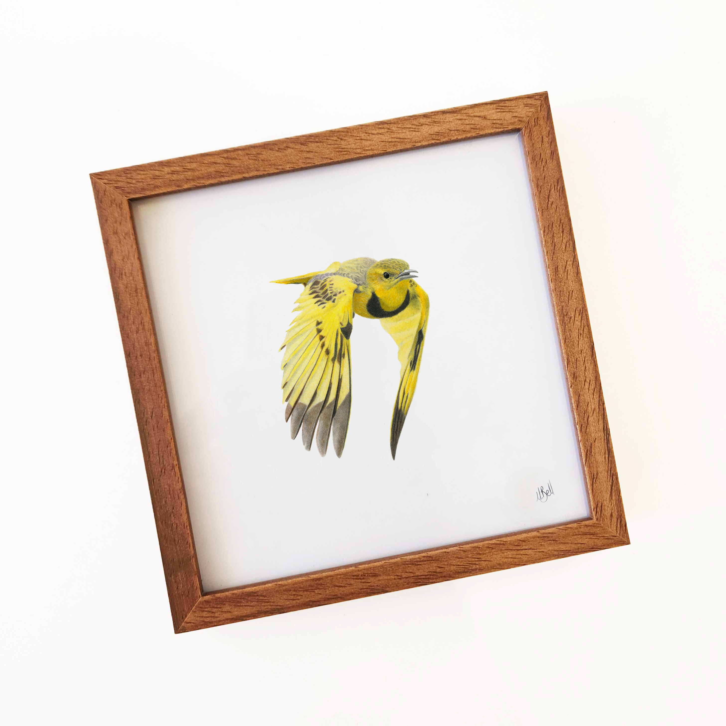 Golden Pipit kiaat framed artwork