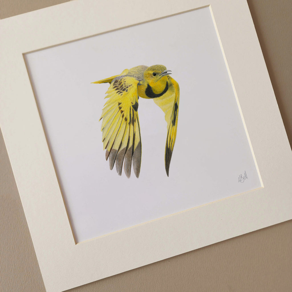 Pencil drawing art print by Matthew Bell of a Golden Pipit