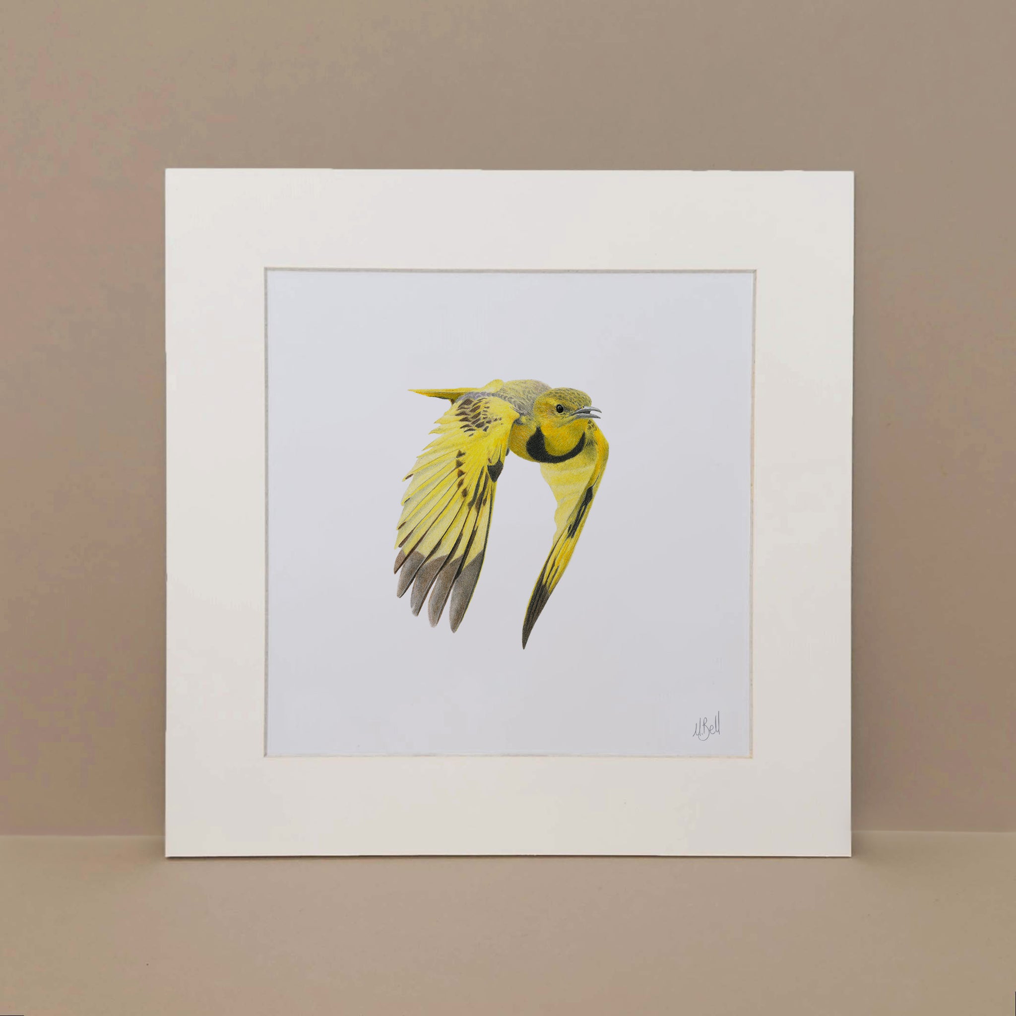 Pencil drawing art print by Matthew Bell of a Golden Pipit