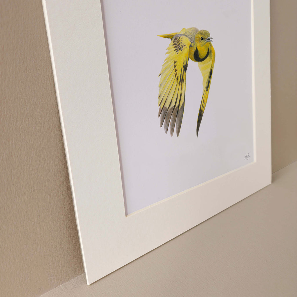 Pencil drawing art print by Matthew Bell of a Golden Pipit