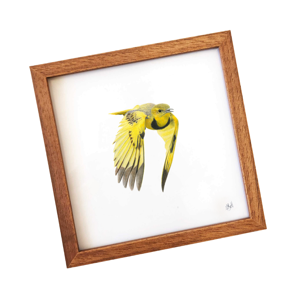 Golden_Pipit_miniature_framed_South_African_bird_artwork.png