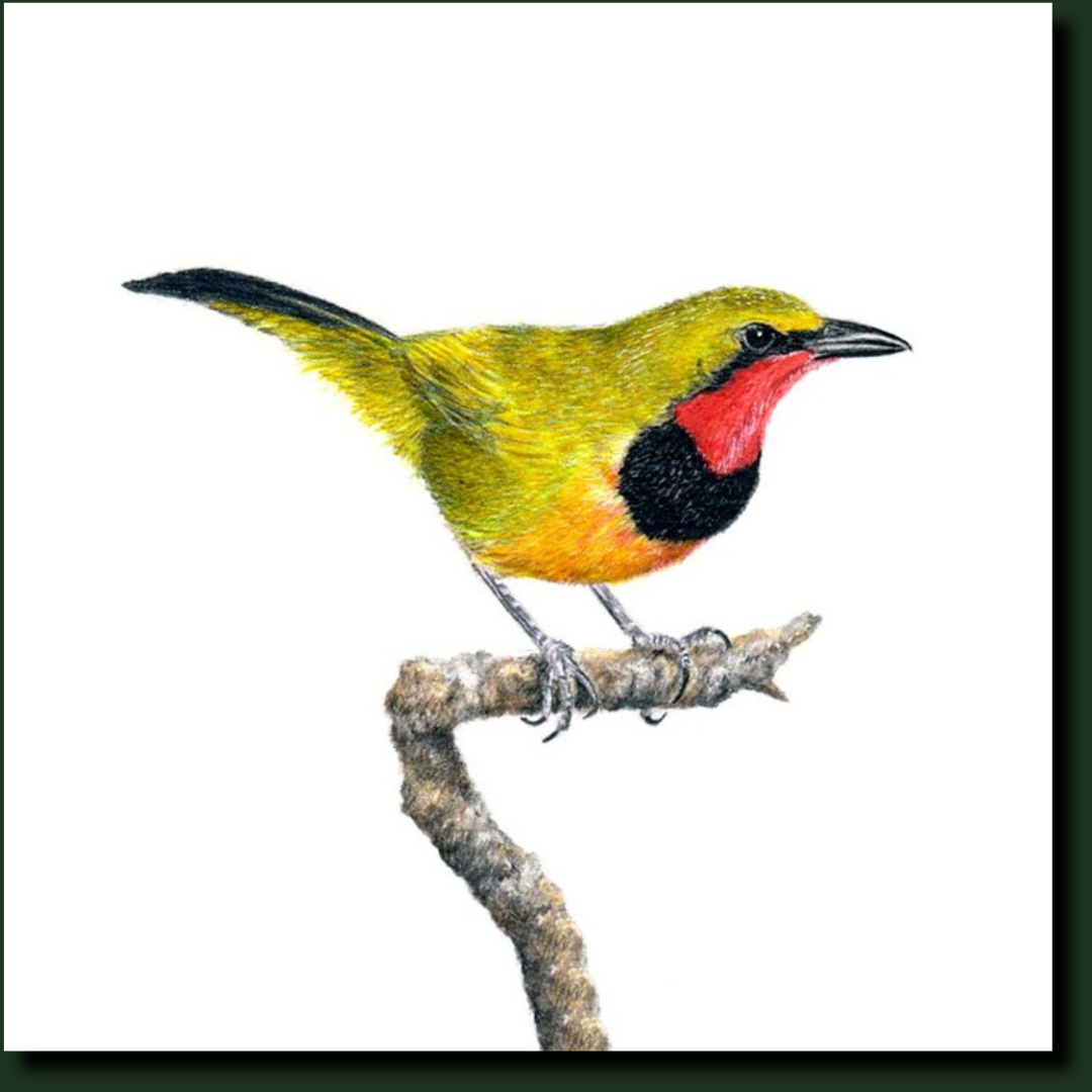 Gorgeous Bush Shrike South African bird artwork by Matthew Bell