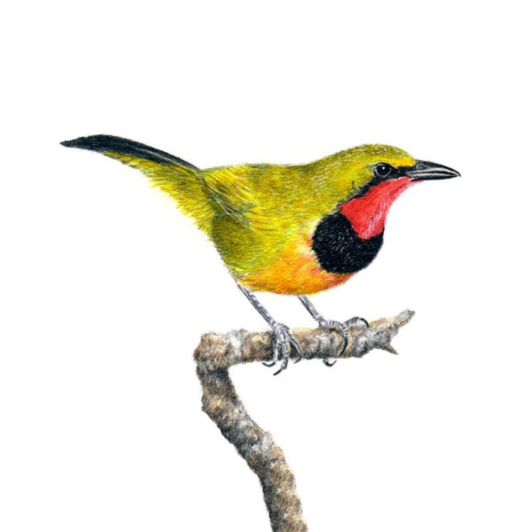 South African bird artwork by Matthew Bell, drawing of a Gorgeous Bush Shrike