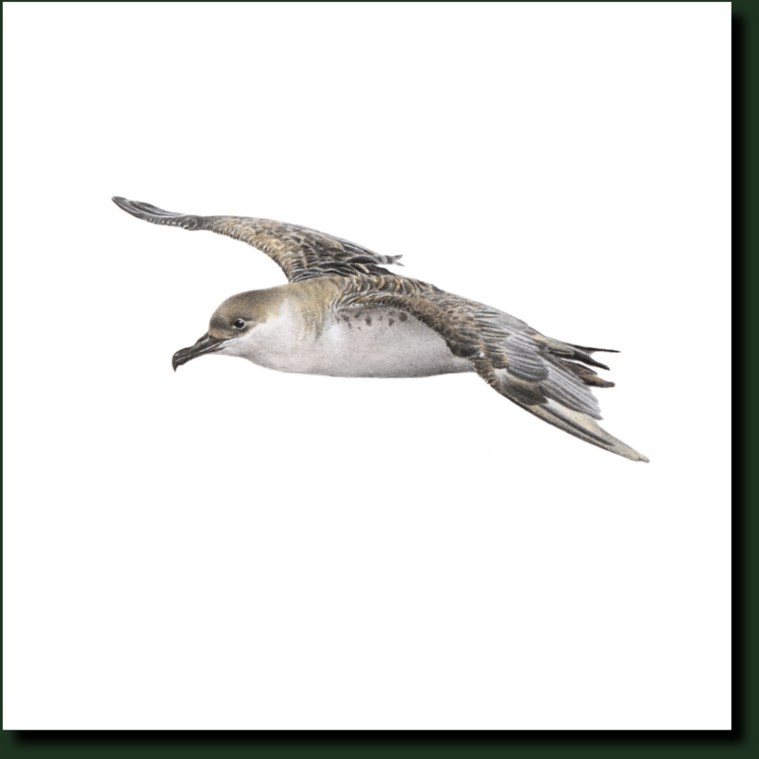 Great Shearwater South African bird art by Matthew Bell