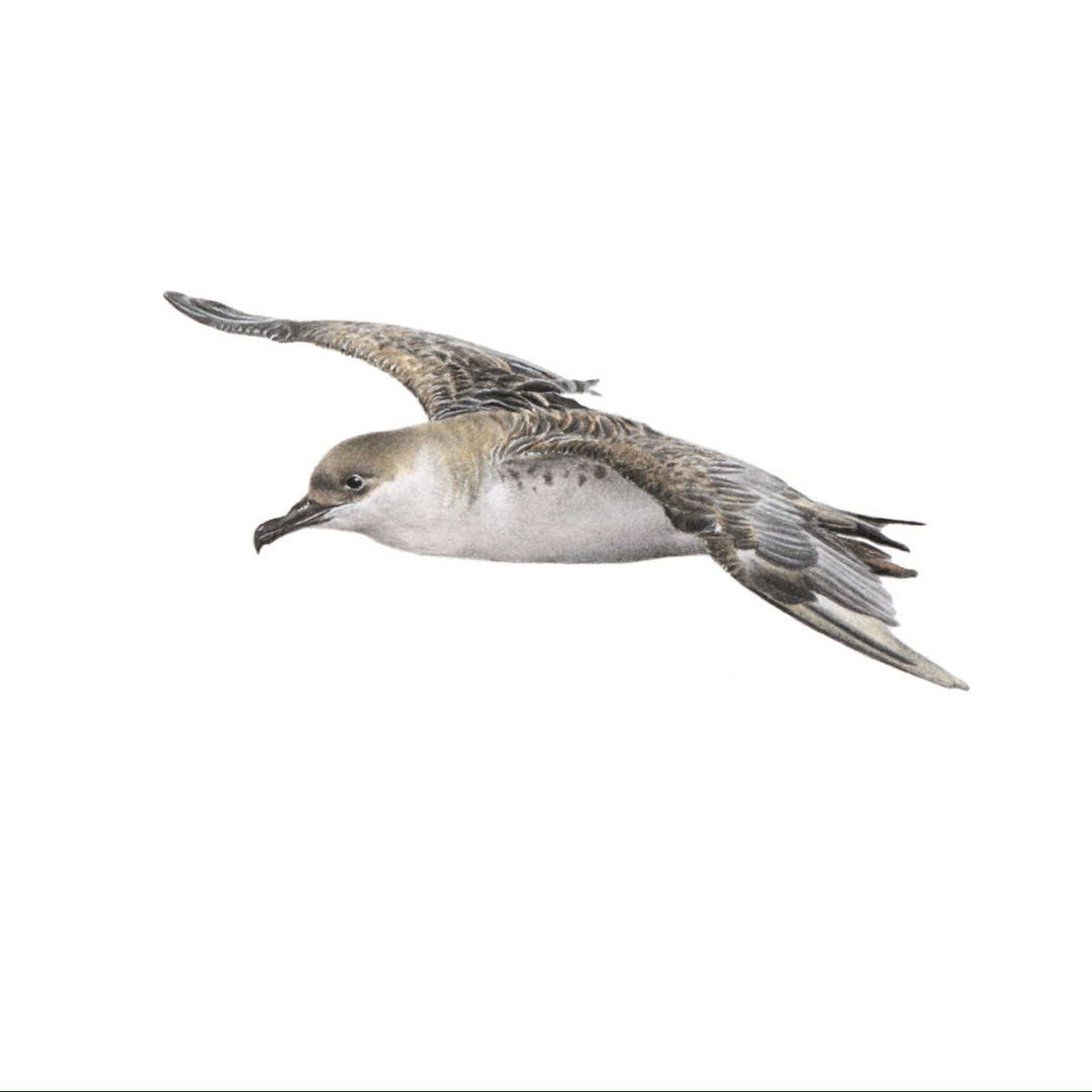 South African bird artwork, pencil drawing by Matthew Bell of a Great Shearwater