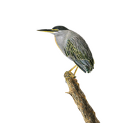 South African bird artwork, pencil drawing by Matthew Bell of a Green Backed Heron