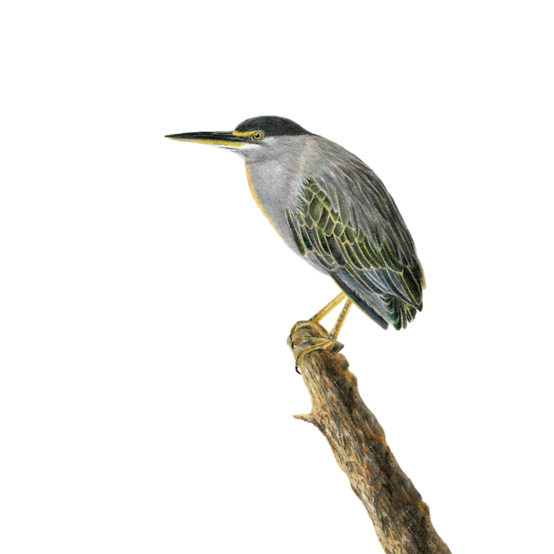 South African wildlife bird artwork by Cape Town artist Matthew Bell on canvas stretched onto a wooden frame of a Green Backed Heron