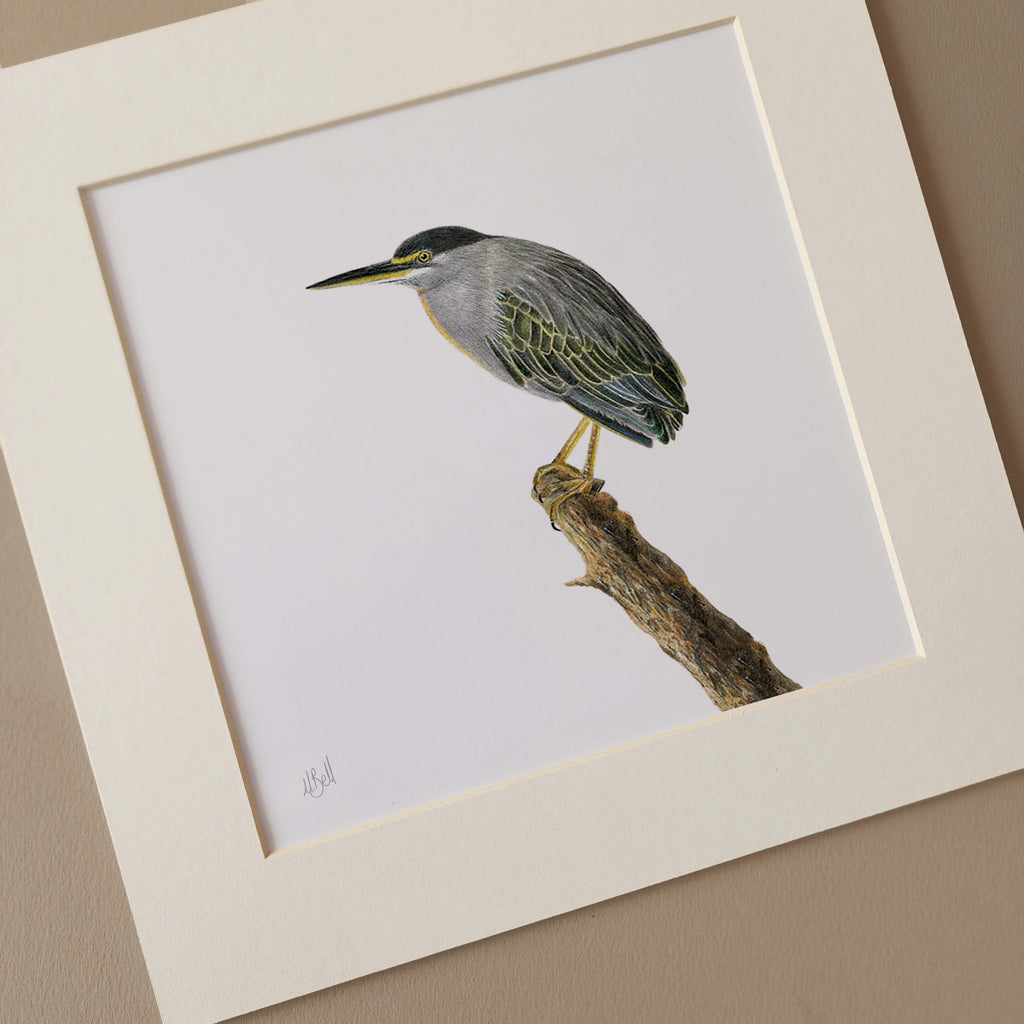 African wildlife bird drawing by artist Matthew Bell of a Green Backed Heron