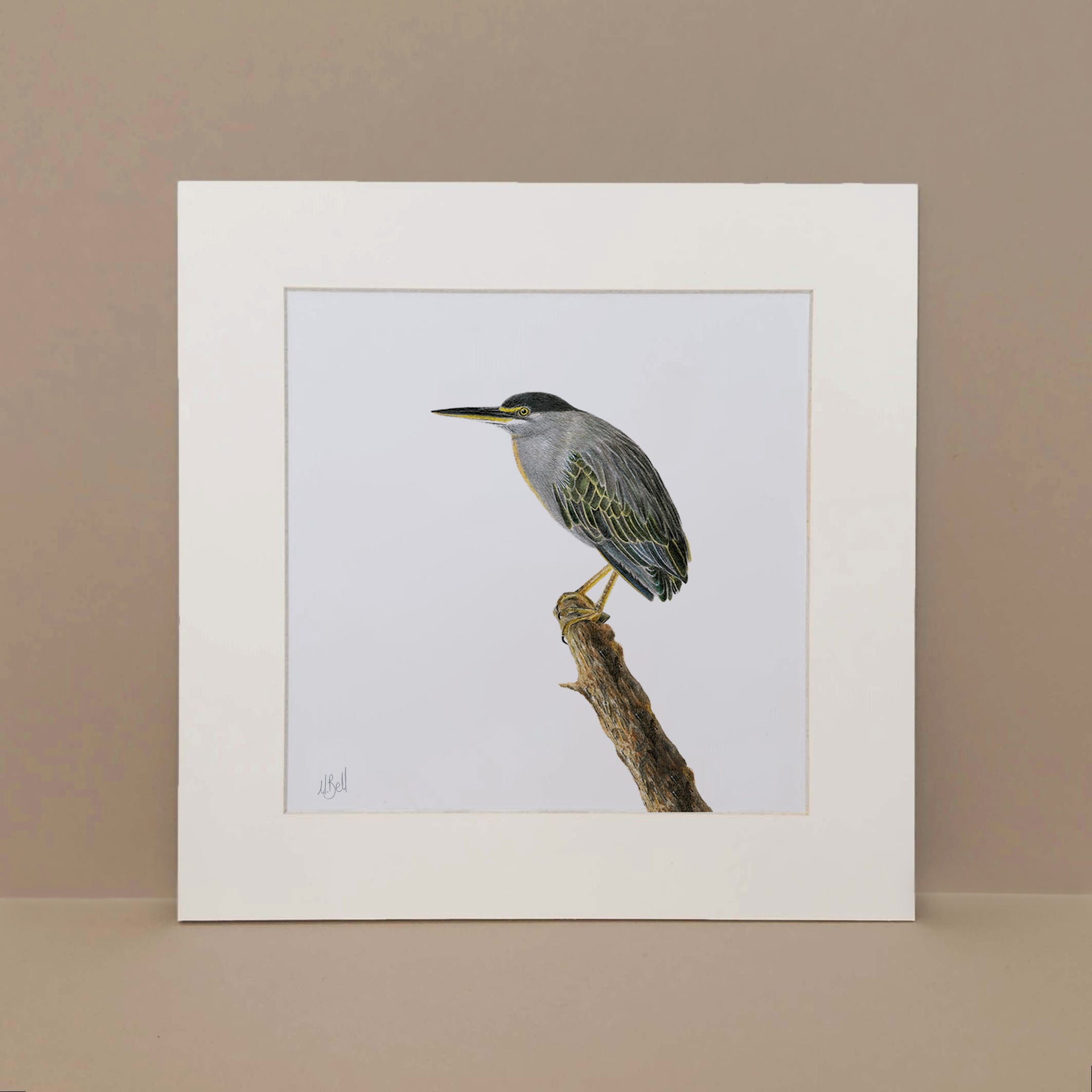 African wildlife bird drawing by artist Matthew Bell of a Green Backed Heron