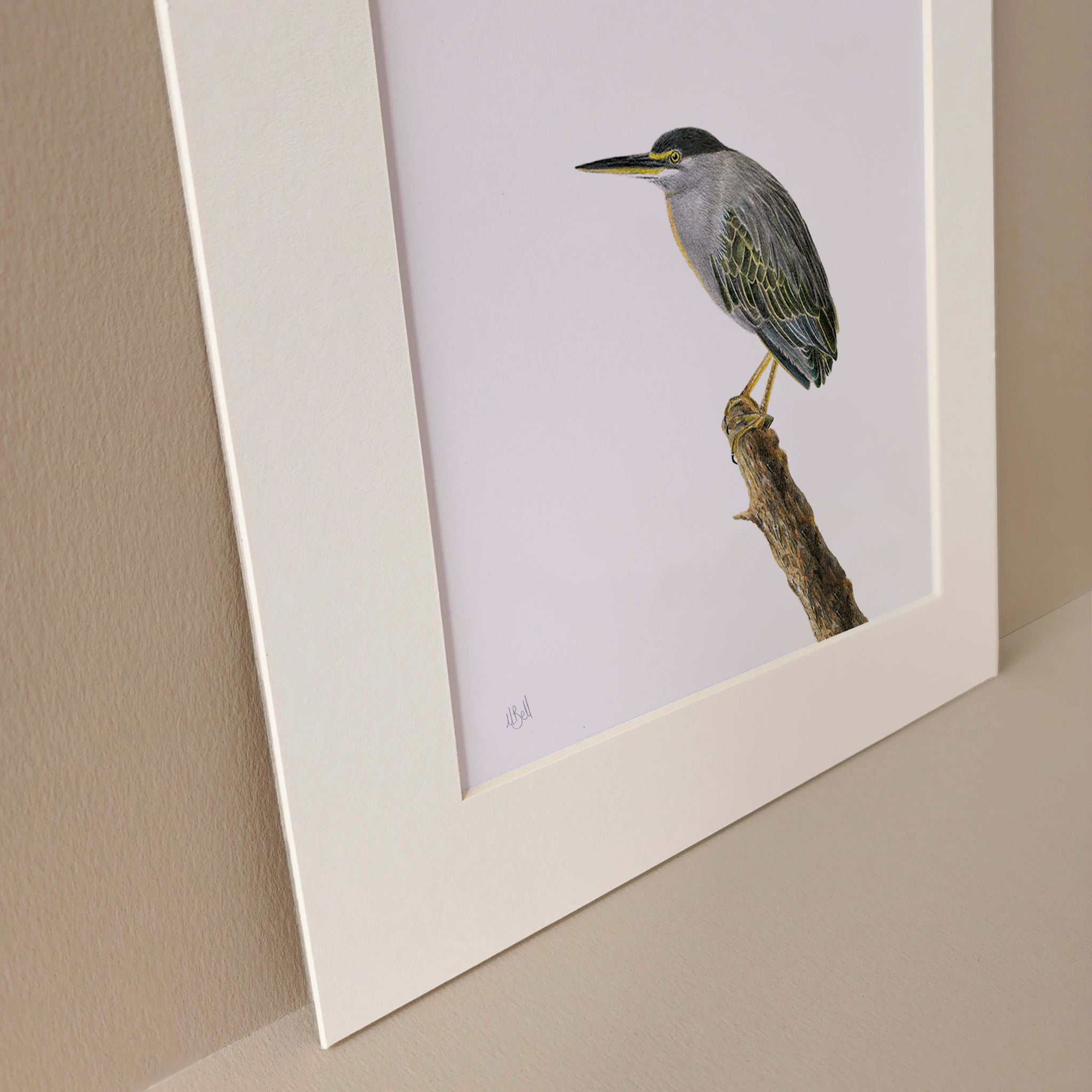 African wildlife bird drawing by artist Matthew Bell of a Green Backed Heron