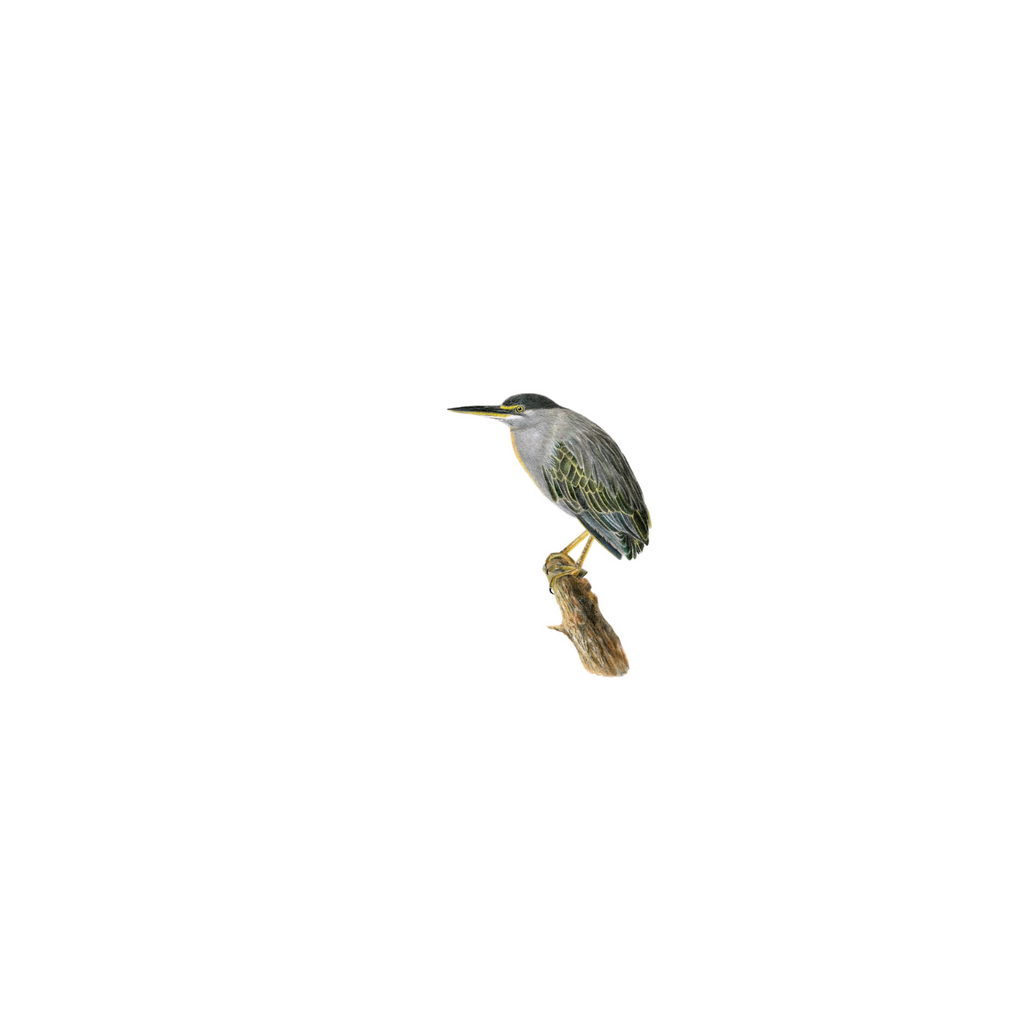 Wildlife bird drawing of a Green Backed Heron in a pod at the Kruger National Park