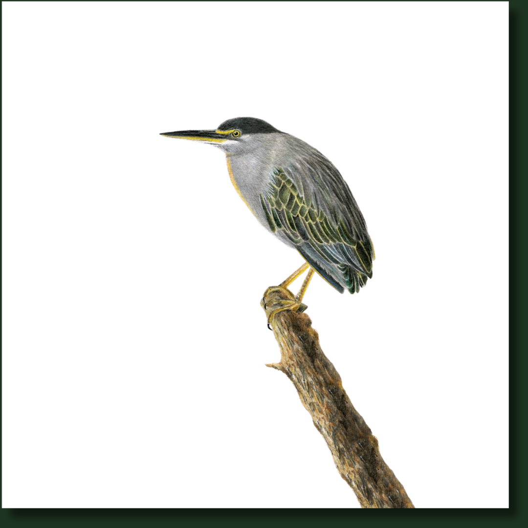 Green Backed Heron mounted print wildlife at bird drawing