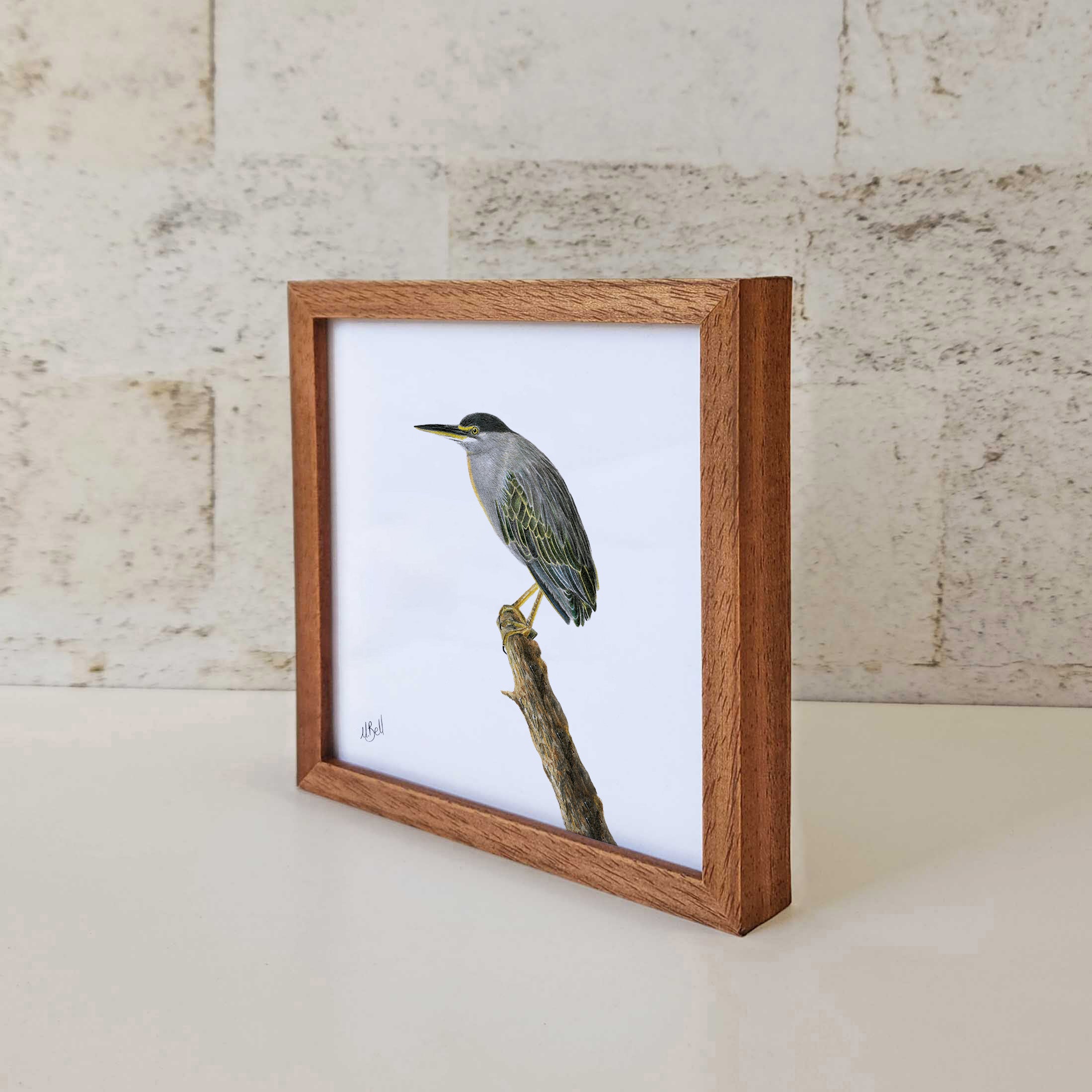 Green Backed Heron South African Kruger Park bird artwork by Matthew Bell