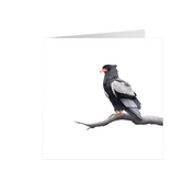 Bateleur Greeting Card - BAT3