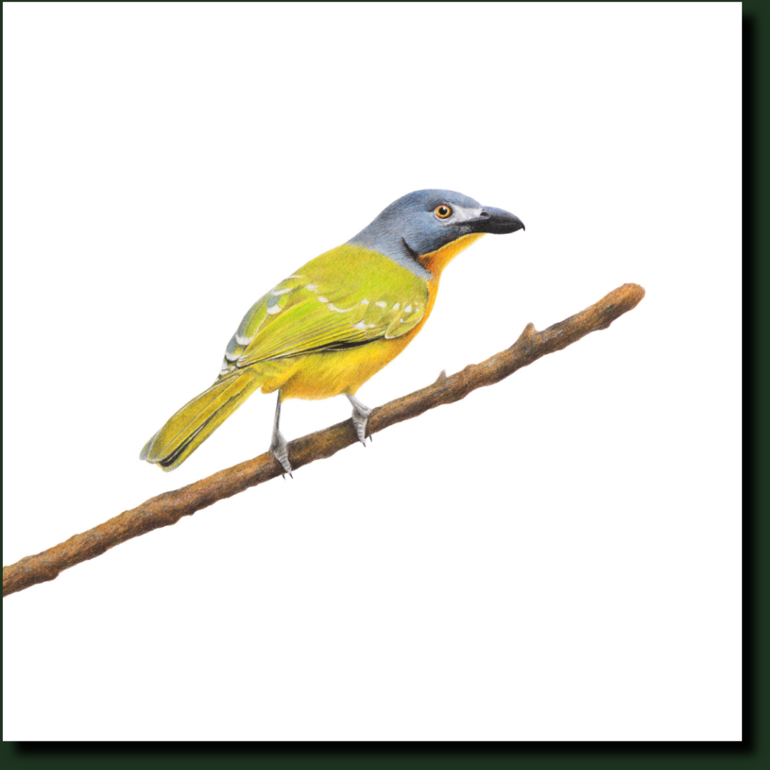 Grey Headed Bush Shrike South African bird art by Matthew Bell