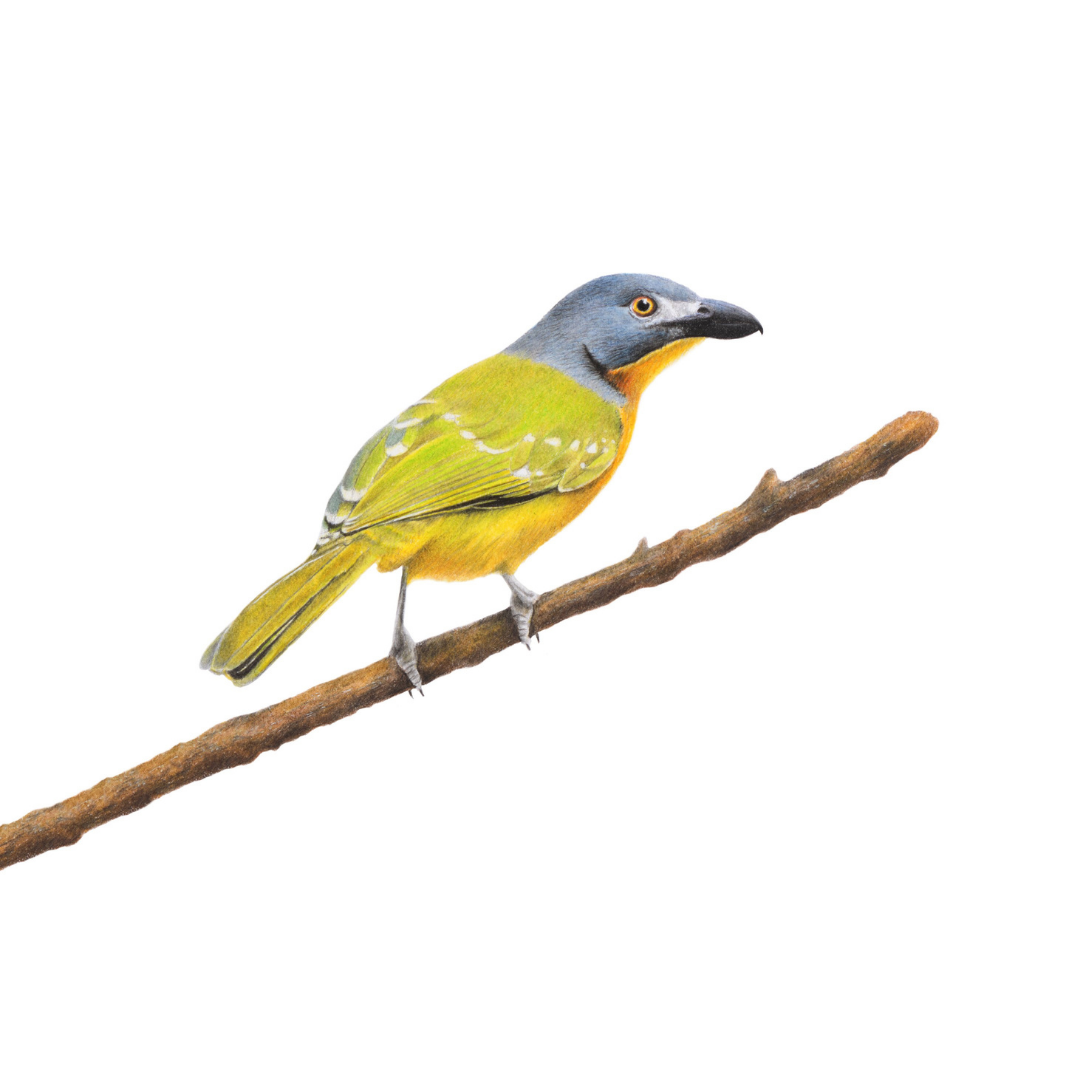 South African bird artwork, pencil drawing by Matthew Bell of a Grey Headed Bush Shrike