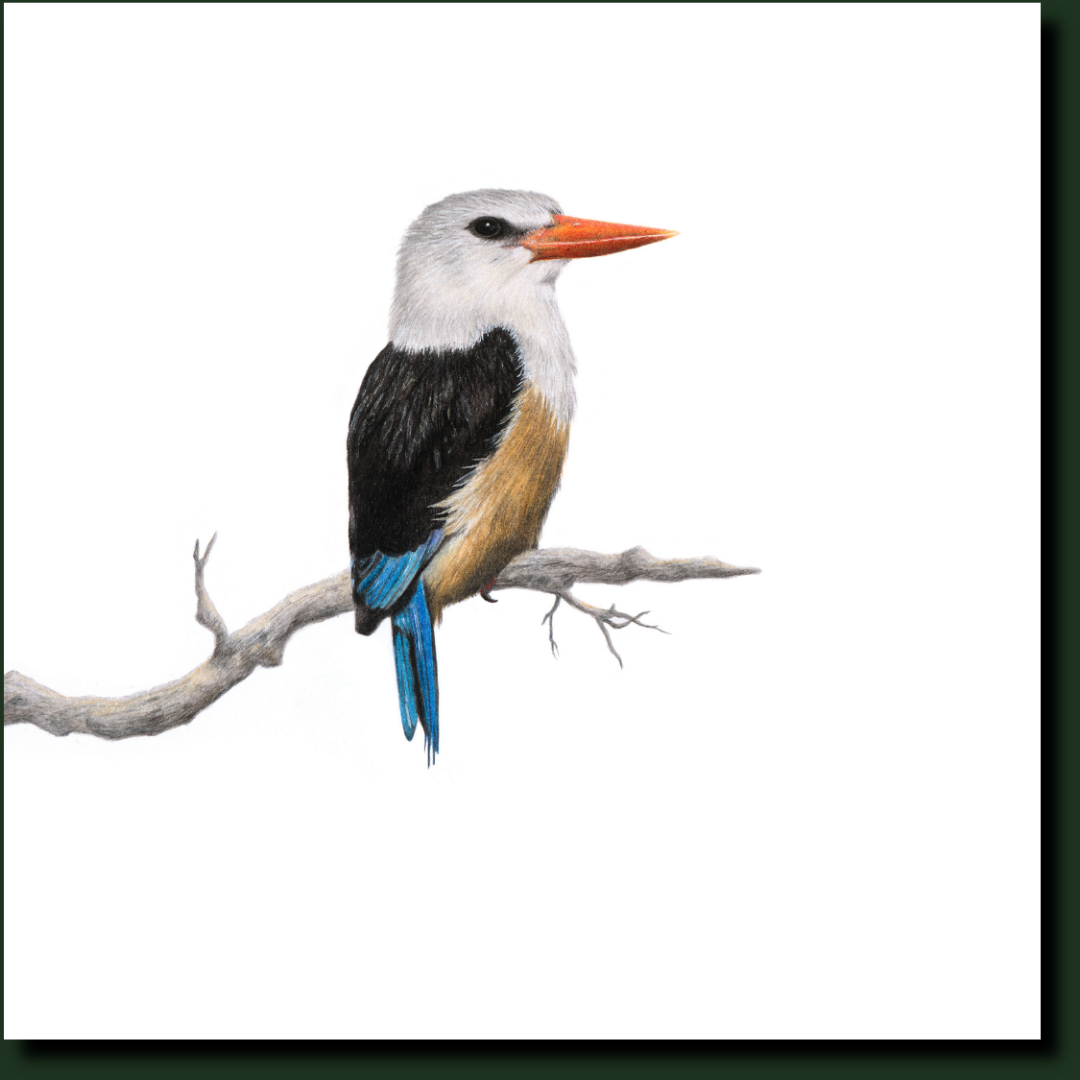 Grey Headed Kingfisher South African bird art by Matthew Bell