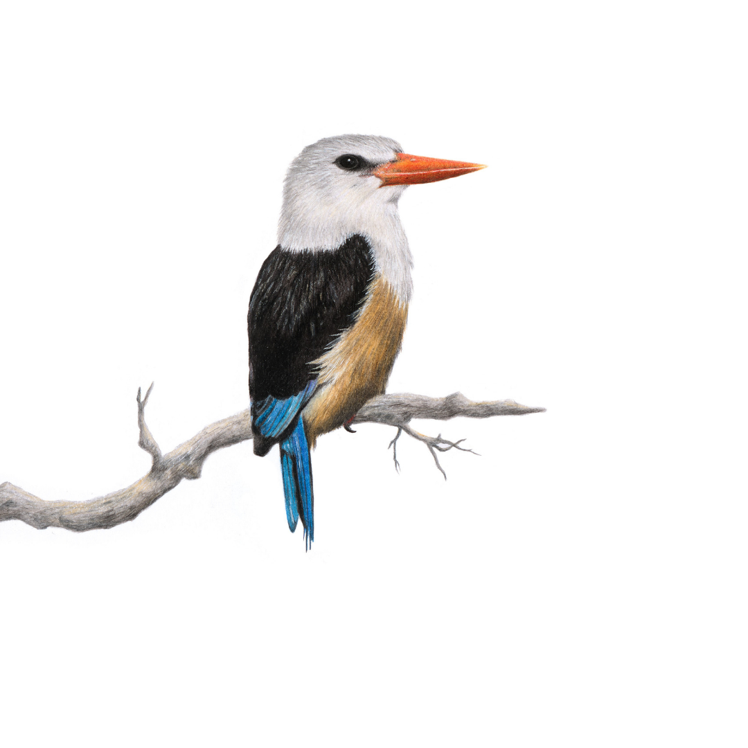 South African wildlife bird artwork by Cape Town artist Matthew Bell on canvas stretched onto a wooden frame of a Grey Headed Kingfisher