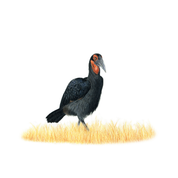 Matthew Bell, South African wildlife artist pencil artwork of a Ground Hornbill in the Kruger National Park